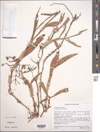 Image result for Aneilema pedunculosum