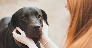 How To Cope With The Loss Of A Pet