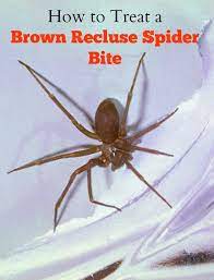 Some are harmless and some are dangerous to human beings. Pin On Health