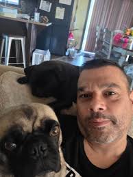 Pugs watching dad's activities