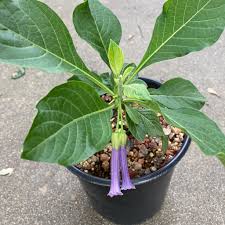 Image result for Iochroma