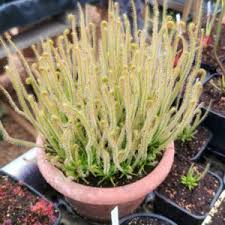 Image result for Drosera burkeana