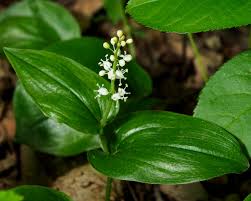 Image result for Triumfetta dekindtiana