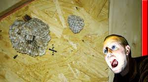 Check spelling or type a new query. Wasp Nests In The Attic Youtube