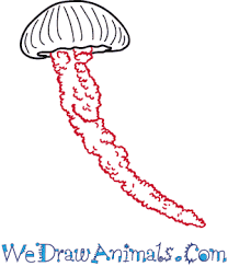 Maybe you would like to learn more about one of these? How To Draw A Realistic Jellyfish