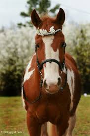 صور حصان صور خيول عربية أصيلة صور خيل Horses Pretty Horses Horse Names