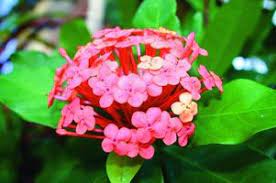 Il suffit de bien choisir les plantes, arbustes et fleurs que vous allez y faire pousser. Fleurs Vivaces Qui Poussent A L Ombre Amrisys Com