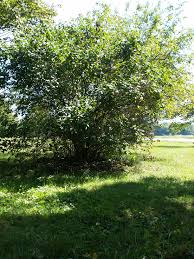 Shop our wide variety of flowering shrubs & hedges. Removing Old Lilac Bushes How Do I Get Rid Of Lilac Roots And Shrubs