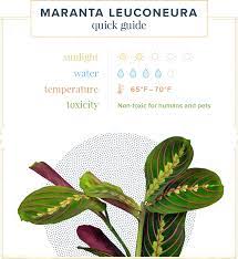 Keep the soil evenly moist all of the time, but never let the roots get soggy. Prayer Plant Care Guide Growing Info Tips Proflowers Blog