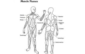 Color the candles employing bright colors to make the ideal picture. Top 10 Anatomy Coloring Pages For Your Toddler Health School Coloring Pages Coloring Pages Coloring Sheets