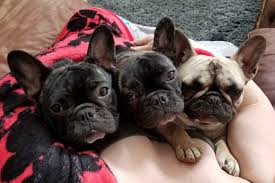 Your french bulldog will require tons of attention from you as these dogs thirst for it and do not tolerate. Frenchie Perfection Of Colorado Puppies For Sale