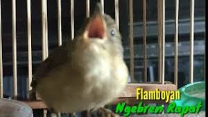 Maybe you would like to learn more about one of these? Burung Flamboyan Gacor Ngebren Rapat Nyerecet Cocok Buat Pancingan Dan Masteran Use Your Spot Shut By Themselves And Their Personal Home Windows And Delay The Closing Of Their App Accessibility Your Internet