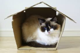 Premiere Nuit Du Chaton A La Maison Fondation Affinity