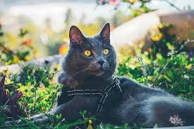 With enough patience and preparation, it can even be done in a way that isn't stressful for your feline friend—and you. How To Travel Internationally With Your Cat Catexplorer