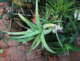 Image result for Aloe veseyi