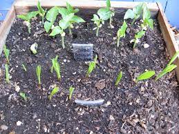 Growing Cowpeas Black Eyed Peas Gardenerd
