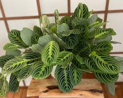 Image result for maranta