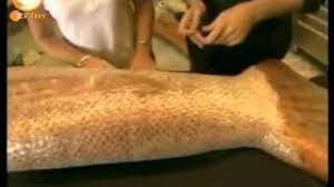 Natürlich ist das wasser das wichtigste element für jede wassernixe, aber man will ja auch an land eine gute figur machen. H2o Schwanzflosse Selber Bauen Schritt Fur Schritt Fische Schwimmen Meer