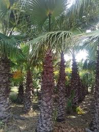 From wikimedia commons, the free media repository. Palme Exsotic Siaran Facebook
