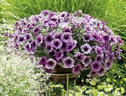 Tour the farm, learn about the new flowers & plants, and enjoy a picnic in the #garden. Proven Winners