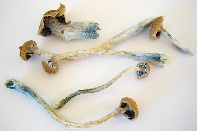 Campioni di Psilocybe cubensis, generata con l'AI