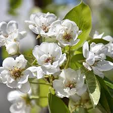 Image result for Pycreus pauper