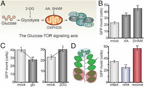 Maybe you would like to learn more about one of these? Tor Dynamically Regulates Plant Cell Cell Transport Pnas