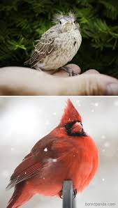 Your birds may come to water by themselves. 30 Birds When They Re Babies Versus All Grown Up Bored Panda