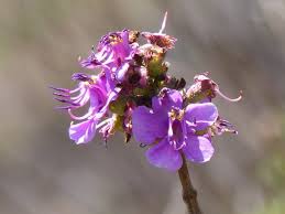 Image result for Dissotis melleri