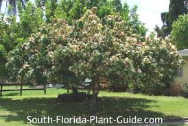 This is normal, since the conditions in a. Pin On Plants For South Florida