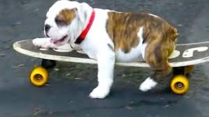 Check spelling or type a new query. Skateboarding English Bulldog Puppy Youtube