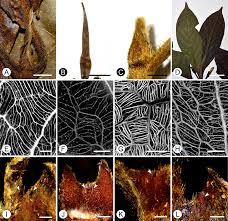 Image result for Colletoecema