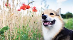 Charlotte, nc animal hospital offers a wide variety of pet care services including spay and neutering, general exams, vaccinations, and much more. Boulevard Animal Hospital Boulevard Animal Hospital