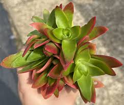Image result for Crassula capitella
