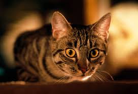 It's your cat's way of treatment of coughing in cats. Is My Cat Normal