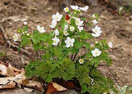 Image result for Isopyrum nipponicum