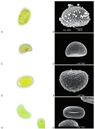 Image result for Polypodiaceae