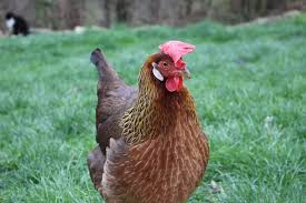 Maybe you would like to learn more about one of these? All About Leghorn Chickens Backyard Poultry