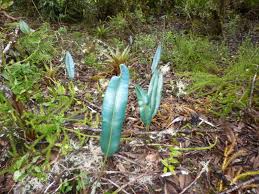 Image result for Elaphoglossum kivuense