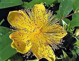 Maybe you would like to learn more about one of these? Hypericum