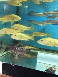 Cichla Kelberi Peacock Bass