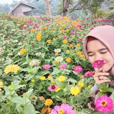 Taman bunga nusantara adalah taman bunga terbesar yang ada di jawa barat, bahkan indonesia. Indahnya Kampung Domba Cinyurup Pandeglang Banten Inilah Harga Tike Dan Rutenya Sering Jalan