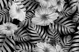 Check spelling or type a new query. Black White Exotic Pattern Monstera And Hibiscus Flowers Tropical Royalty Free Cliparts Vectors And Stock Illustration Image 113607222
