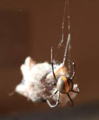 Maybe you would like to learn more about one of these? Redback Spinne Spinne Giftige Spinne Australische Giftige Spinne Pikist