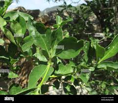 Image result for Pavetta lasiopeplus