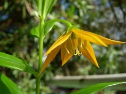 Image result for Littonia modesta