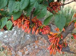 Image result for Halleria lucida