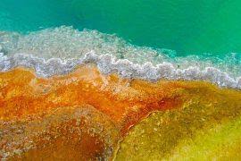 Image result for Sacciolepis rigens