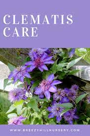 Clematis Care - Breezy Hill Guide To Beautiful Clematis Vines