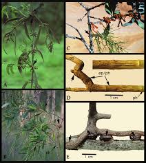 Image result for Phragmanthera cornetii